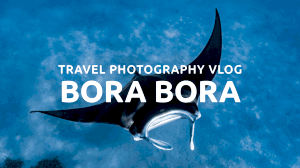 Manta ray swimming in clear waters of Bora Bora, French Polynesia
