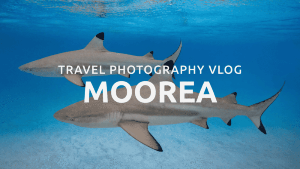 Two grey reef sharks swimming in clear blue waters of Moorea, French Polynesia