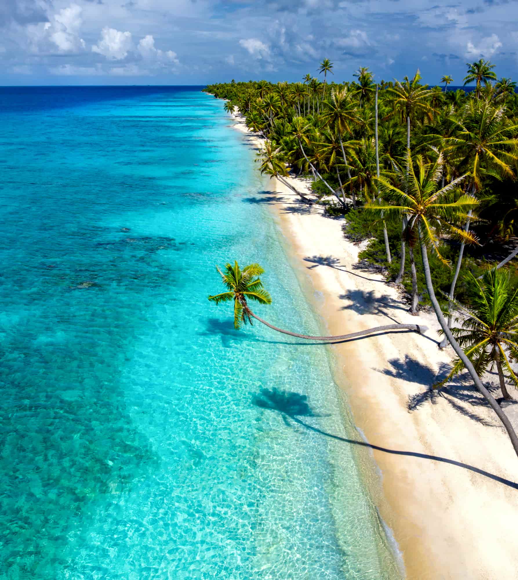 Turquoise waters and palm trees lining the beach in Fakarava, French Polynesia